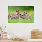Niedliche Kleintiere | Bunny Kiss Poster (Küche)