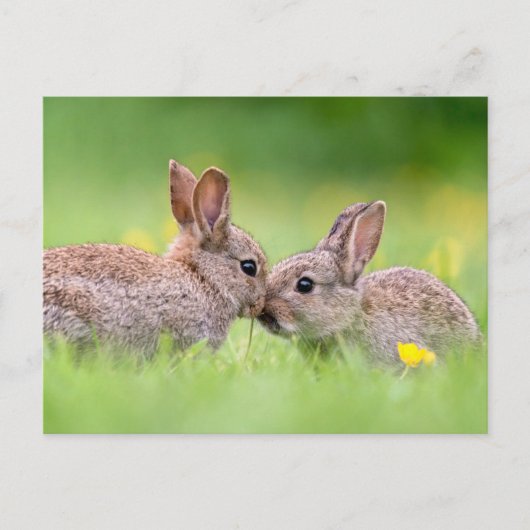 Niedliche Kleintiere | Bunny Kiss Postkarte (Vorderseite)