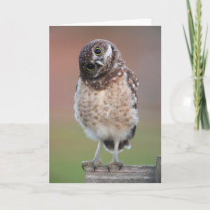Niedliche Kleintiere Burning Owl Owlet Karte