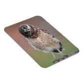 Niedliche Kleintiere | Burning Owl Owlet Magnet (Rechte Seite)
