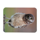Niedliche Kleintiere | Burning Owl Owlet Magnet (Horizontal)