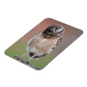 Niedliche Kleintiere | Burning Owl Owlet Magnet (Linke Seite)