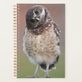 Niedliche Kleintiere | Burning Owl Owlet Planer (Vorderseite)