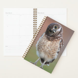 Niedliche Kleintiere Burning Owl Owlet Planer