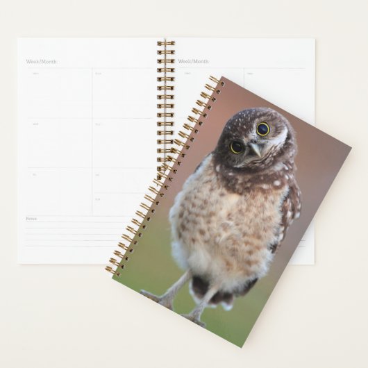 Niedliche Kleintiere | Burning Owl Owlet Planer (Anzeige)