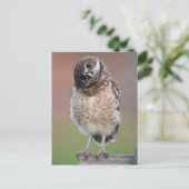 Niedliche Kleintiere | Burning Owl Owlet Postkarte (Stehend Vorderseite)