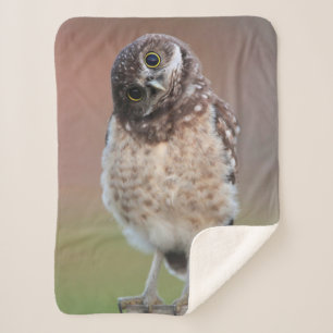 Niedliche Kleintiere Burning Owl Owlet Sherpadecke