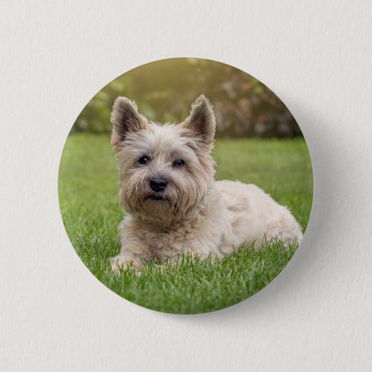 Niedliche Kleintiere | Cairn Terrier Dog Button (Vorderseite)