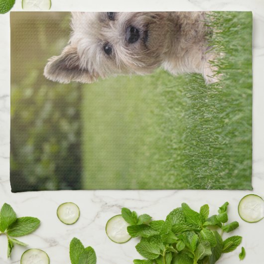 Niedliche Kleintiere | Cairn Terrier Dog Geschirrtuch (Gefaltet)