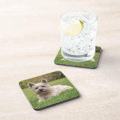 Niedliche Kleintiere | Cairn Terrier Dog Getränkeuntersetzer (Rechte Seite)