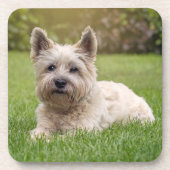Niedliche Kleintiere | Cairn Terrier Dog Getränkeuntersetzer (Vorderseite)