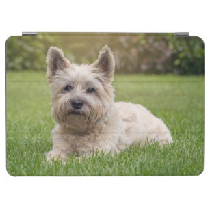 Niedliche Kleintiere   Cairn Terrier Dog iPad Air Hülle