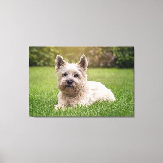 Niedliche Kleintiere | Cairn Terrier Dog Leinwanddruck (Vorderseite)