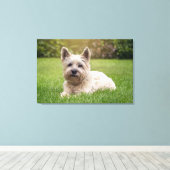 Niedliche Kleintiere | Cairn Terrier Dog Leinwanddruck (Insitu (Holzboden))