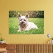 Niedliche Kleintiere | Cairn Terrier Dog Leinwanddruck (Insitu (Wohnzimmer))