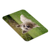 Niedliche Kleintiere | Cairn Terrier Dog Magnet (Rechte Seite)