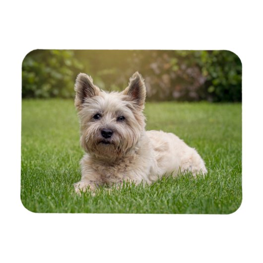 Niedliche Kleintiere | Cairn Terrier Dog Magnet (Horizontal)