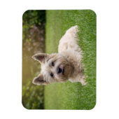 Niedliche Kleintiere | Cairn Terrier Dog Magnet (Vertikal)
