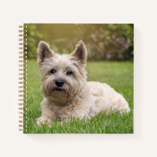 Niedliche Kleintiere   Cairn Terrier Dog Notizblock