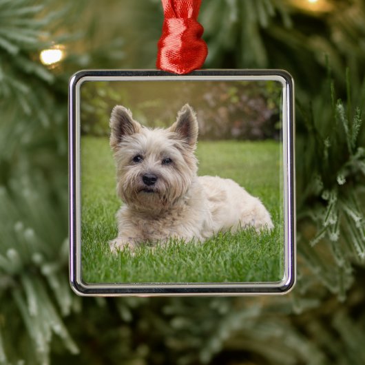 Niedliche Kleintiere | Cairn Terrier Dog Ornament Aus Metall (Baum)