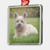 Niedliche Kleintiere | Cairn Terrier Dog Ornament Aus Metall (Links)