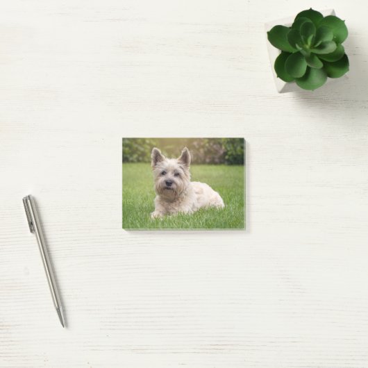 Niedliche Kleintiere | Cairn Terrier Dog Post-it Klebezettel (Büro)