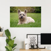 Niedliche Kleintiere | Cairn Terrier Dog Poster (Heimbüro)