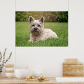 Niedliche Kleintiere | Cairn Terrier Dog Poster (Küche)