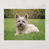 Niedliche Kleintiere | Cairn Terrier Dog Postkarte (Vorderseite)
