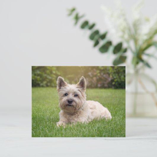 Niedliche Kleintiere | Cairn Terrier Dog Postkarte (Stehend Vorderseite)
