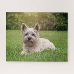 Niedliche Kleintiere   Cairn Terrier Dog Puzzle