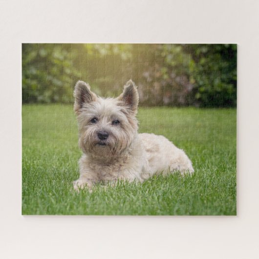 Niedliche Kleintiere | Cairn Terrier Dog Puzzle (Horizontal)
