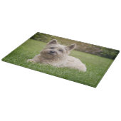 Niedliche Kleintiere | Cairn Terrier Dog Schneidebrett (Ecke)