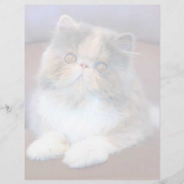 Niedliche Kleintiere | Calico Persian Kitten (Vorderseite)