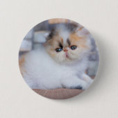 Niedliche Kleintiere | Calico Persian Kitten Button (Vorderseite)