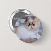 Niedliche Kleintiere | Calico Persian Kitten Button (Vorne & Hinten)