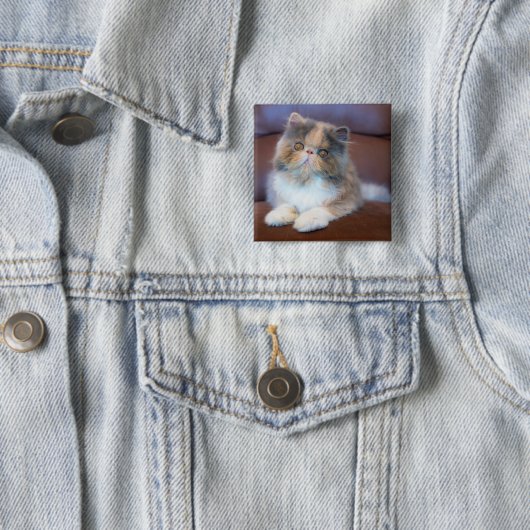 Niedliche Kleintiere | Calico Persian Kitten Button (Beispiel)
