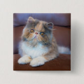 Niedliche Kleintiere | Calico Persian Kitten Button (Vorderseite)