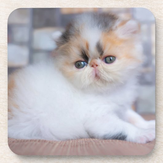 Niedliche Kleintiere | Calico Persian Kitten Getränkeuntersetzer (Vorderseite)