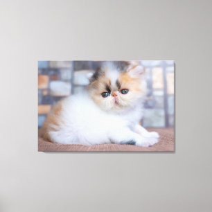 Niedliche Kleintiere Calico Persian Kitten Leinwanddruck
