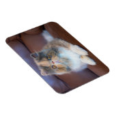 Niedliche Kleintiere | Calico Persian Kitten Magnet (Rechte Seite)