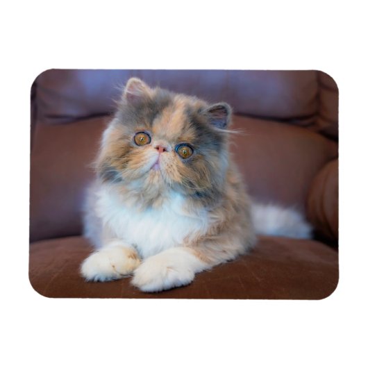 Niedliche Kleintiere | Calico Persian Kitten Magnet (Horizontal)