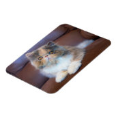 Niedliche Kleintiere | Calico Persian Kitten Magnet (Linke Seite)