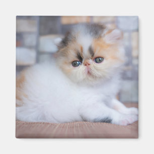 Niedliche Kleintiere Calico Persian Kitten Magnet