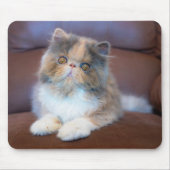 Niedliche Kleintiere | Calico Persian Kitten Mousepad (Vorne)