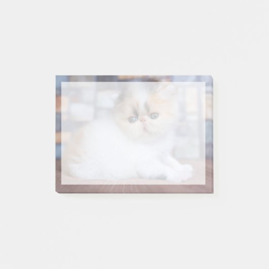 Niedliche Kleintiere | Calico Persian Kitten Post-it Klebezettel (Vorderseite)