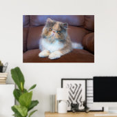 Niedliche Kleintiere | Calico Persian Kitten Poster (Heimbüro)