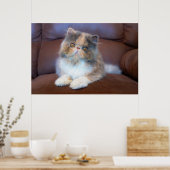 Niedliche Kleintiere | Calico Persian Kitten Poster (Küche)