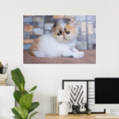 Niedliche Kleintiere | Calico Persian Kitten Poster (Heimbüro)