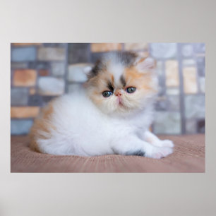Niedliche Kleintiere   Calico Persian Kitten Poster
